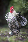 Dwarf Sablepoot Chicken