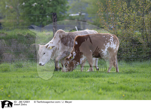 Zwergzebu / dwarf Zebu / JM-12681