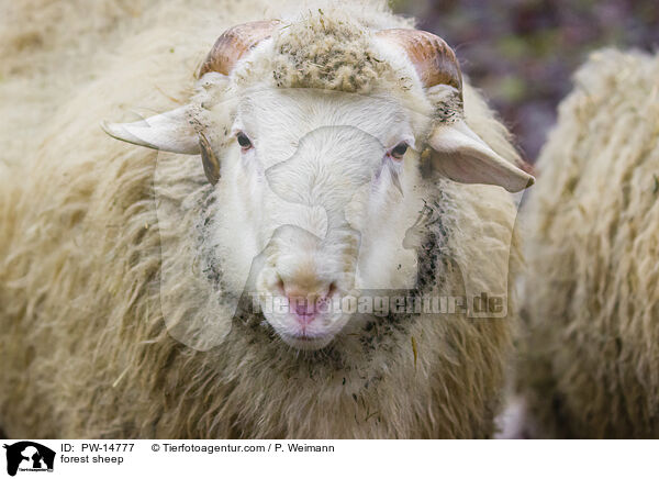 forest sheep / PW-14777