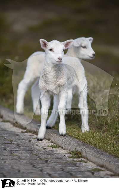 Heidschnucke Lmmer / German Heath lambs / AE-01359