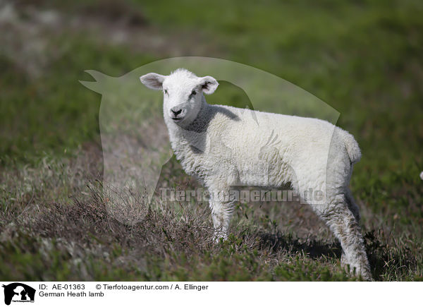 Heidschnucke Lamm / German Heath lamb / AE-01363