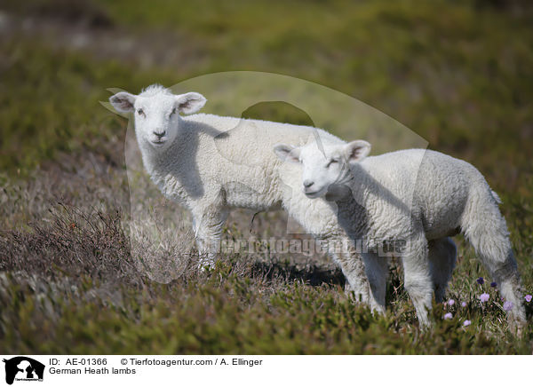 Heidschnucke Lmmer / German Heath lambs / AE-01366
