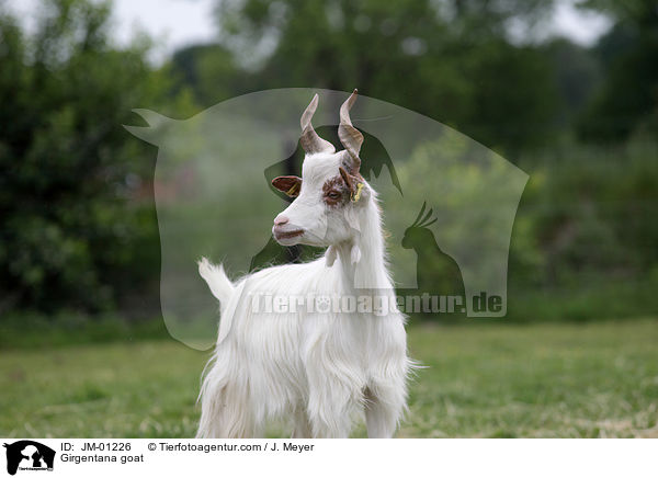 Girgentana-Ziege / Girgentana goat / JM-01226