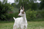 Girgentana goat