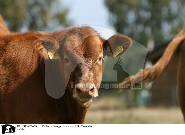 Glanrind / cattle / SG-02402