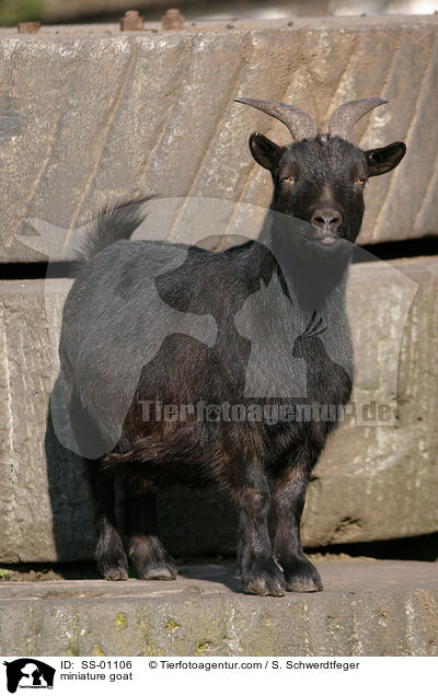 miniature goat / SS-01106