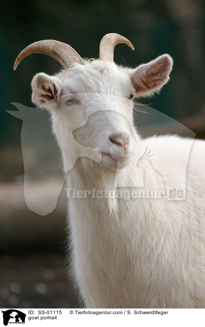 goat portrait / SS-01115