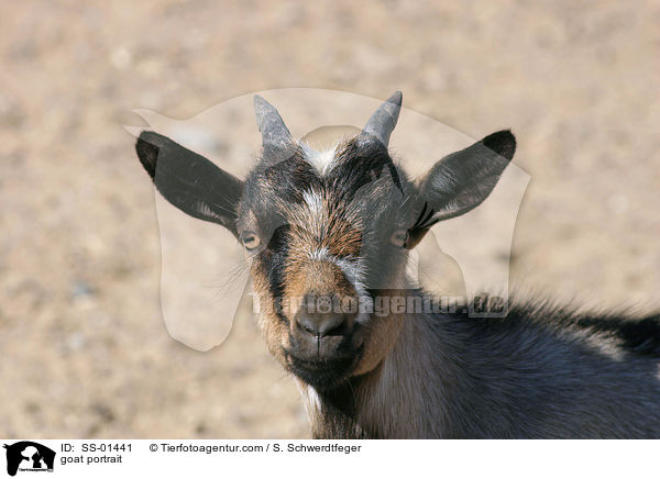 goat portrait / SS-01441