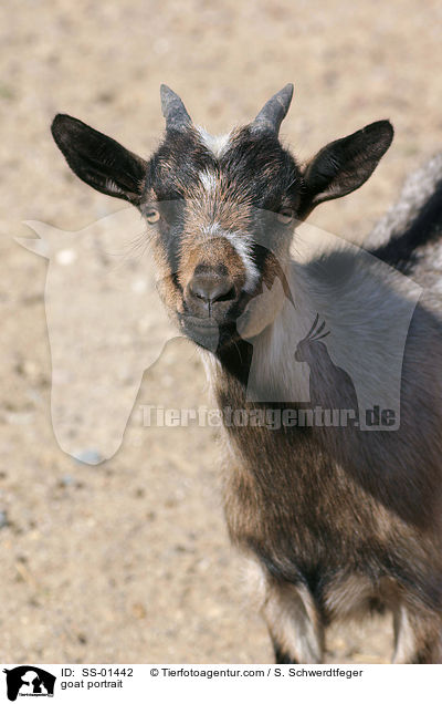 goat portrait / SS-01442