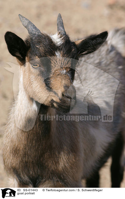 goat portrait / SS-01443