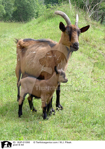 goat & kid / WJP-01066