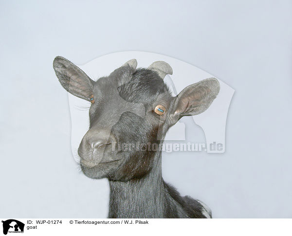 Ziege / goat / WJP-01274