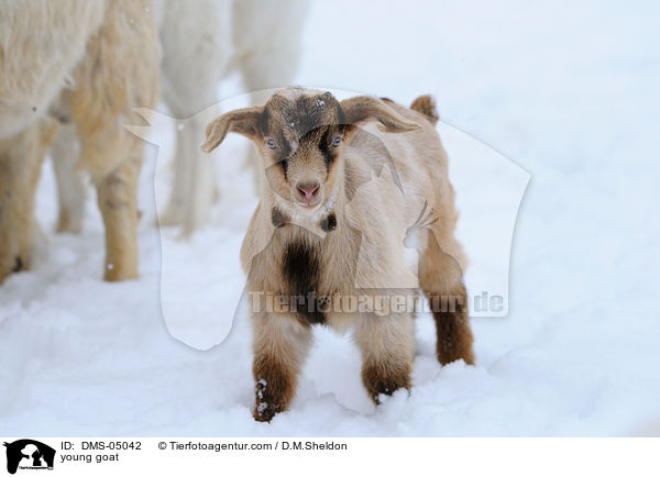 junge Hausziege / young goat / DMS-05042