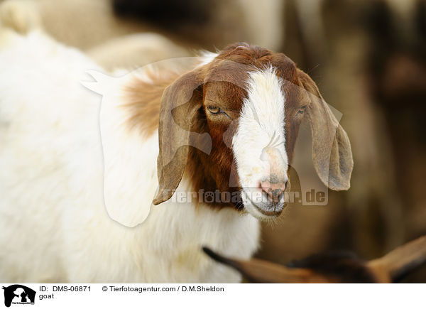 goat / DMS-06871