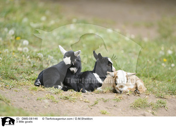 3 Zicklein / 3 little goats / DMS-08146