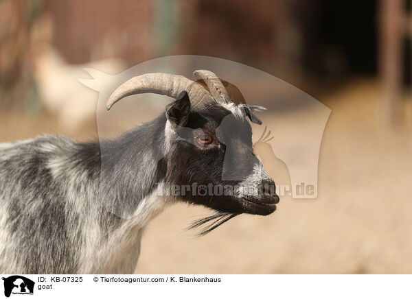 goat / KB-07325