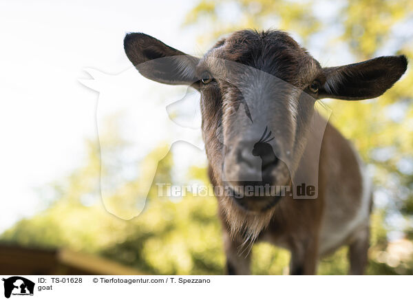 goat / TS-01628