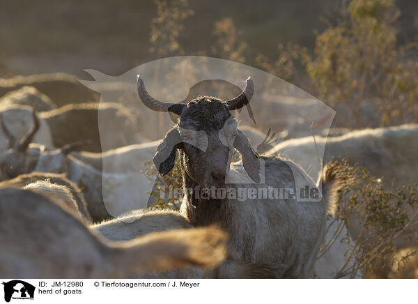 herd of goats / JM-12980