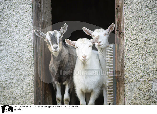 goats / VJ-04614