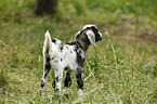 little goat