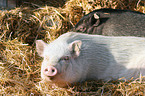 Goettinger Minipig