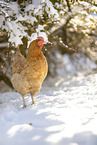 gold sparrowhawk chicken