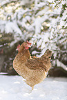 gold sparrowhawk chicken