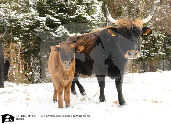 cattles / DMS-04427