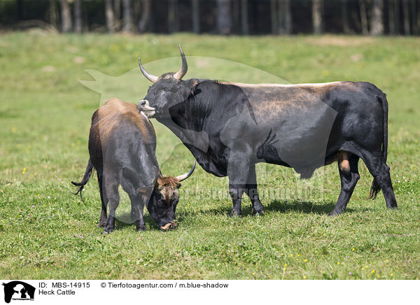 Heckrinder / Heck Cattle / MBS-14915