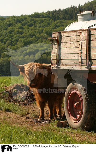 Schottisches Hochlandrind / cow / SS-03579
