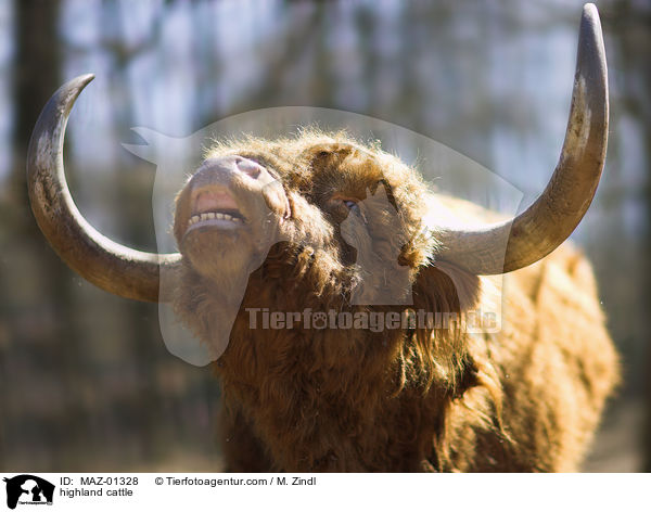 Hochlandrind / highland cattle / MAZ-01328