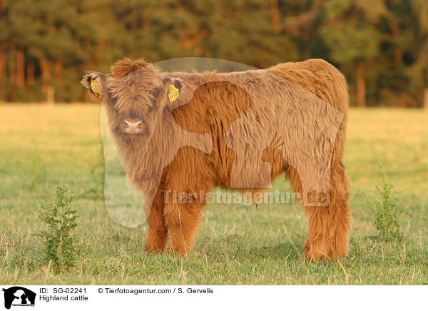 Schottisches Hochlandrind / Highland cattle / SG-02241