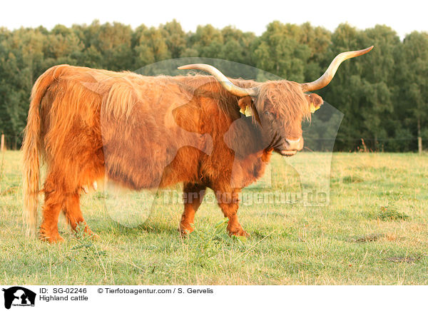 Schottisches Hochlandrind / Highland cattle / SG-02246