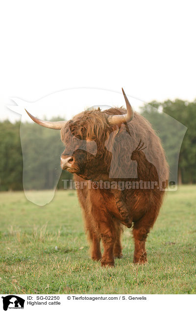 Schottisches Hochlandrind / Highland cattle / SG-02250
