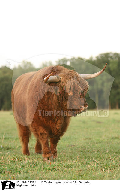 Schottisches Hochlandrind / Highland cattle / SG-02251