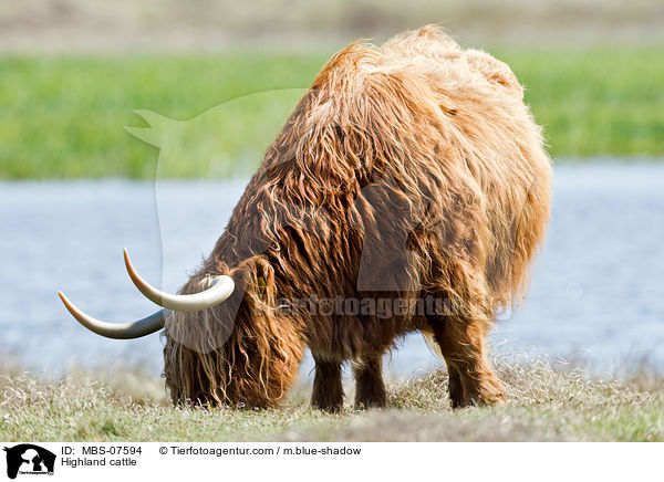 Hochlandrind / Highland cattle / MBS-07594