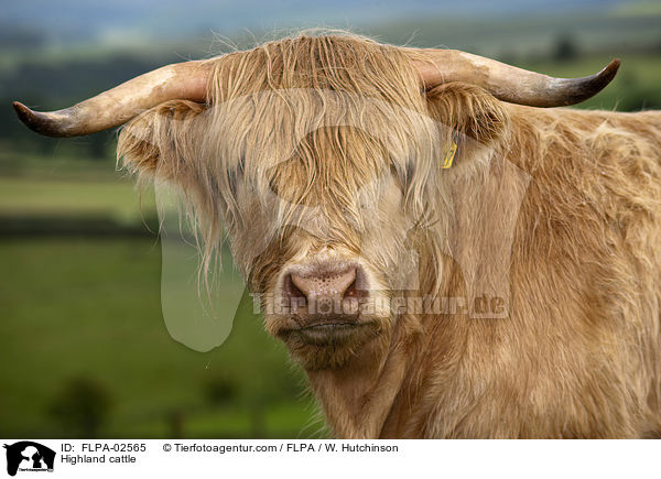 Hochlandrind / Highland cattle / FLPA-02565