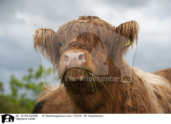 Hochlandrind / Highland cattle / FLPA-02566