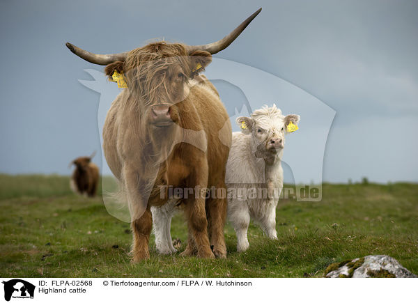 Hochlandrinder / Highland cattle / FLPA-02568