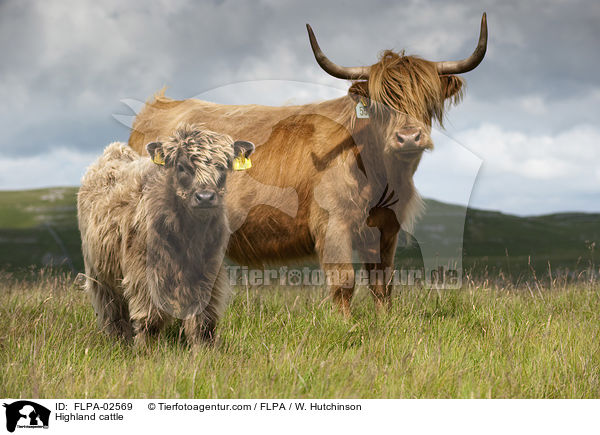 Hochlandrinder / Highland cattle / FLPA-02569