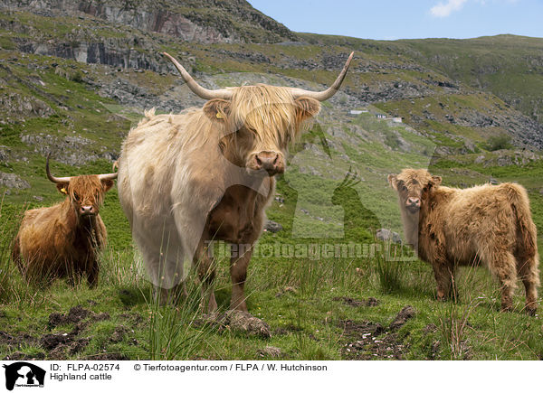 Hochlandrinder / Highland cattle / FLPA-02574