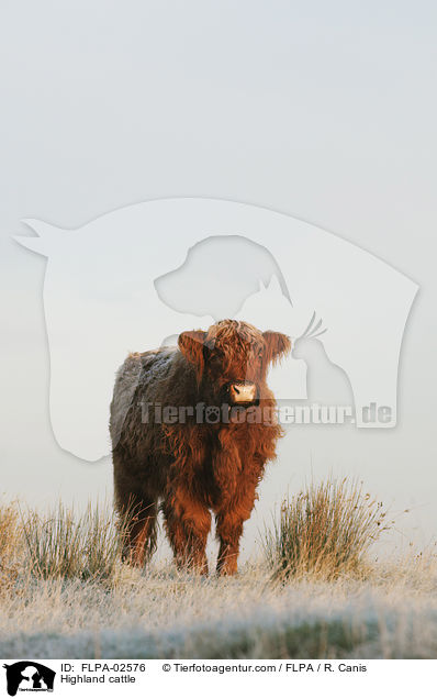 Hochlandrind / Highland cattle / FLPA-02576