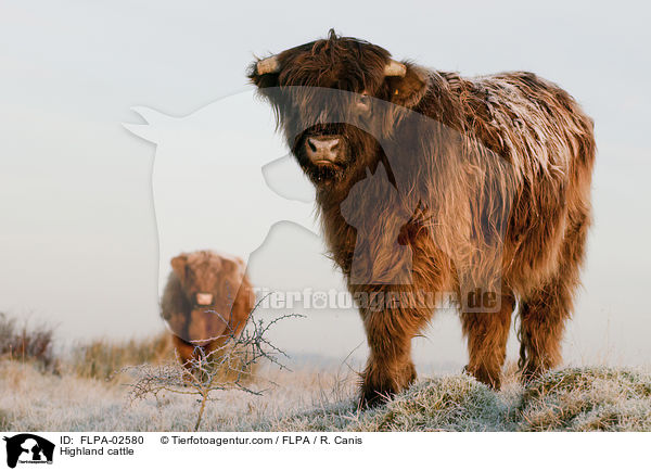 Hochlandrinder / Highland cattle / FLPA-02580