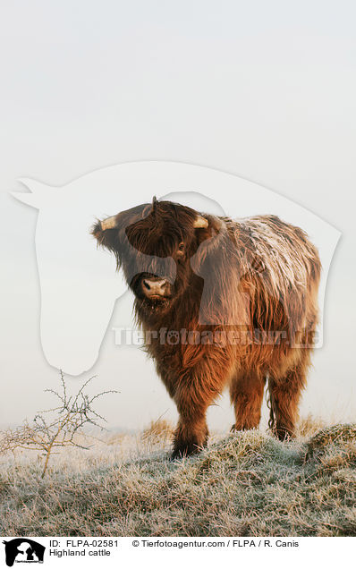 Hochlandrind / Highland cattle / FLPA-02581