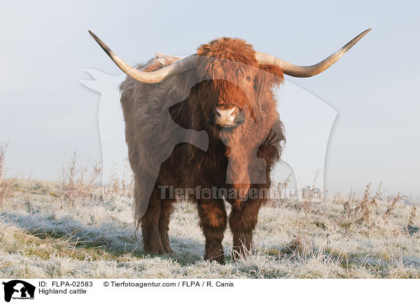 Hochlandrind / Highland cattle / FLPA-02583