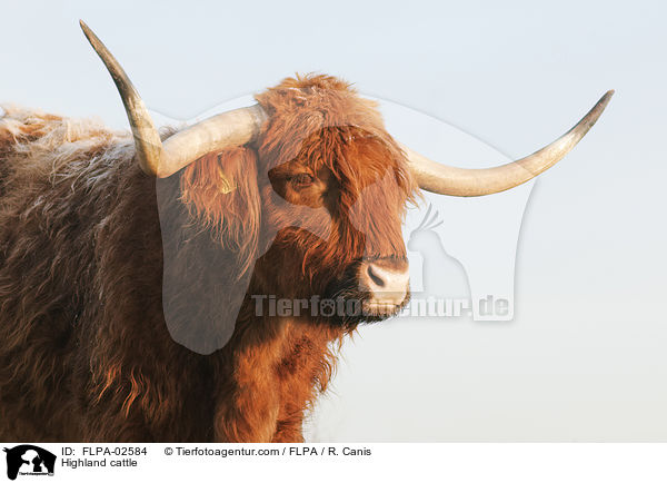 Hochlandrind / Highland cattle / FLPA-02584