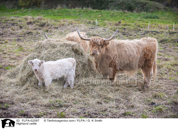 Hochlandrinder / Highland cattle / FLPA-02587