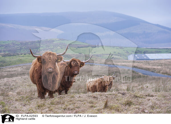 Hochlandrinder / Highland cattle / FLPA-02593
