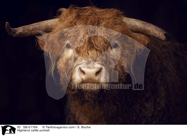 Schottisches Hochlandrind Portrait / Highland cattle portrait / SB-01164