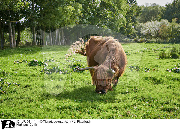 Schottisches Hochlandrind / Highland Cattle / JR-04114
